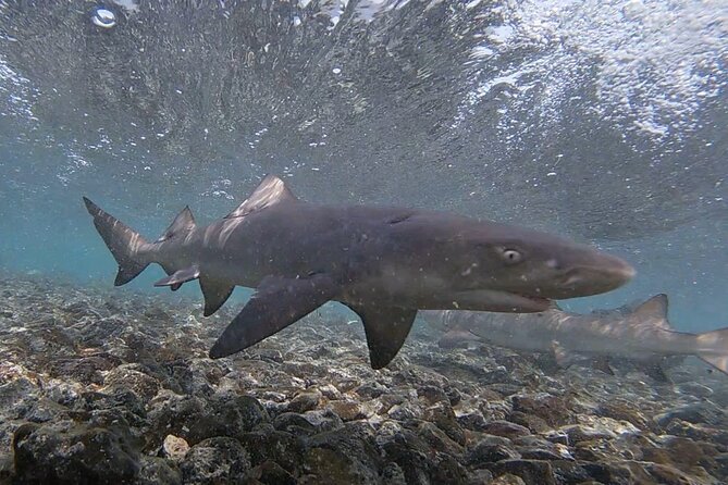 Experience on Sal Island with native and certified guide (including sharks) - Buracona and Olho Azul: the blue eye depends on the sea