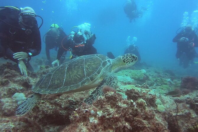 First Diving Experience Try Dive - Key highlights if you want a first-time scuba try on Sal