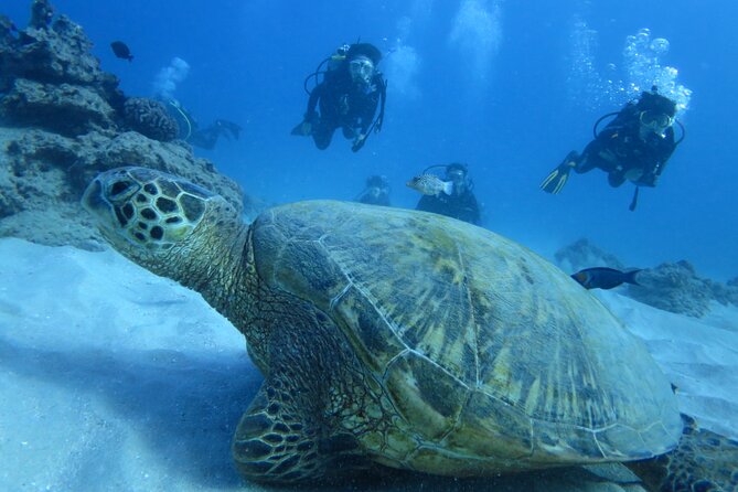 First Diving Experience Try Dive - Santa Maria Timing: The 2:00 pm Start and How Pickup Shapes Your Day