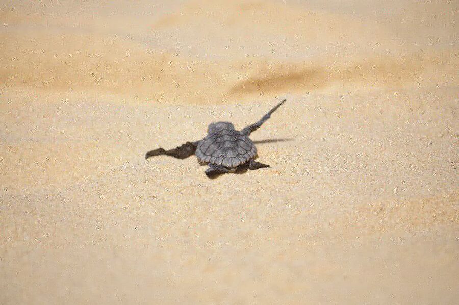 From Boa Vista: Turtle Watching and Nesting Evening Tour - FAQ