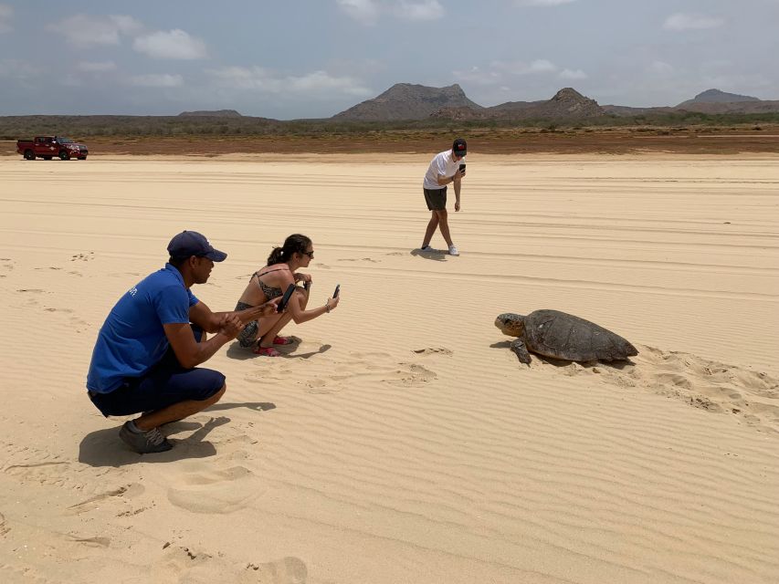From Boa Vista: Turtle Watching and Nesting Evening Tour - Conservation Rules That Keep the Tour Responsible