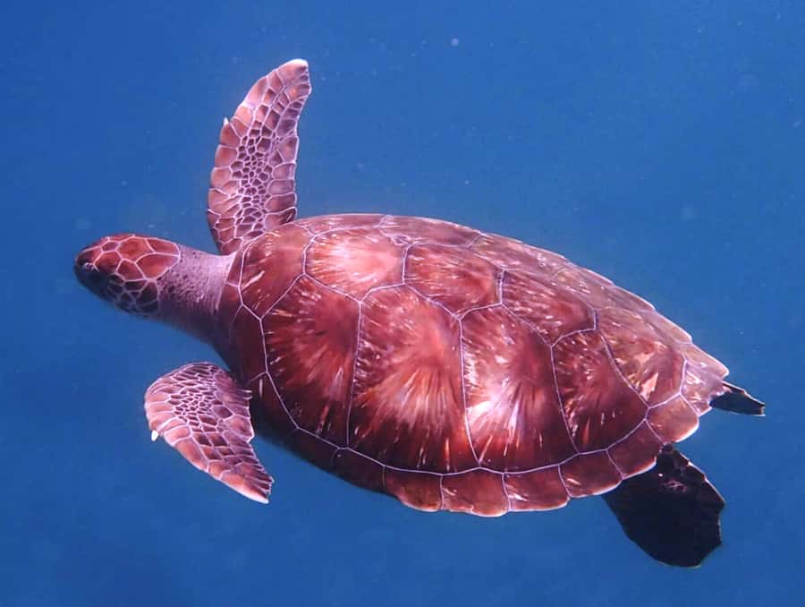 From Mindelo: São Vicente's Enchanting Sea Turtle Snorkeling - Key highlights you will actually care about