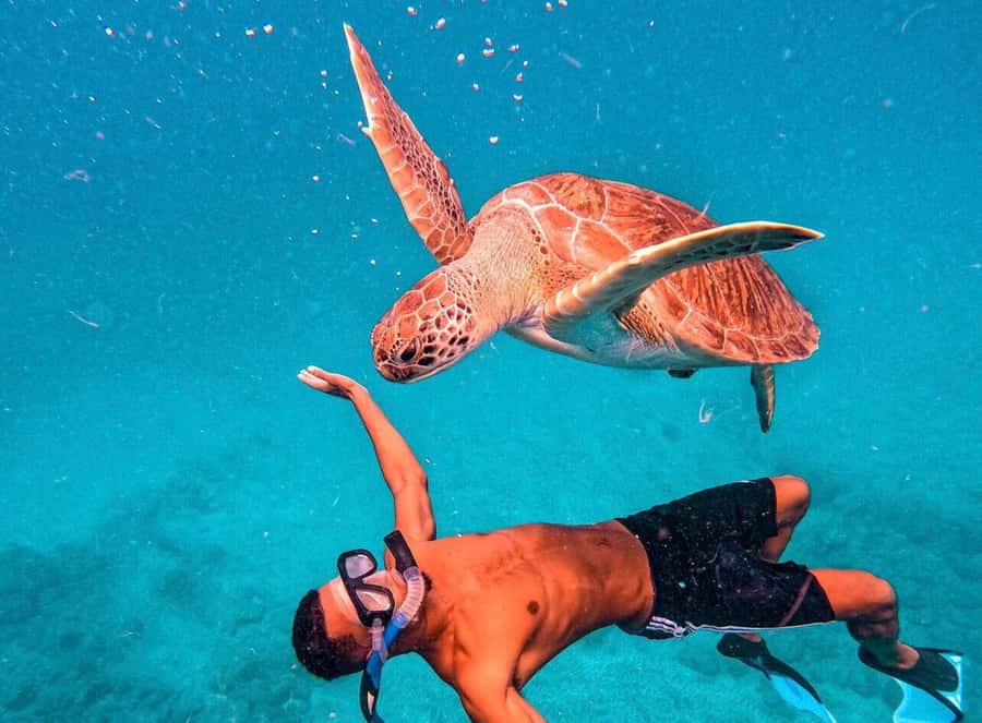 From Mindelo: São Vicente's Enchanting Sea Turtle Snorkeling - Snorkeling with a local expert: what the guide actually does for you