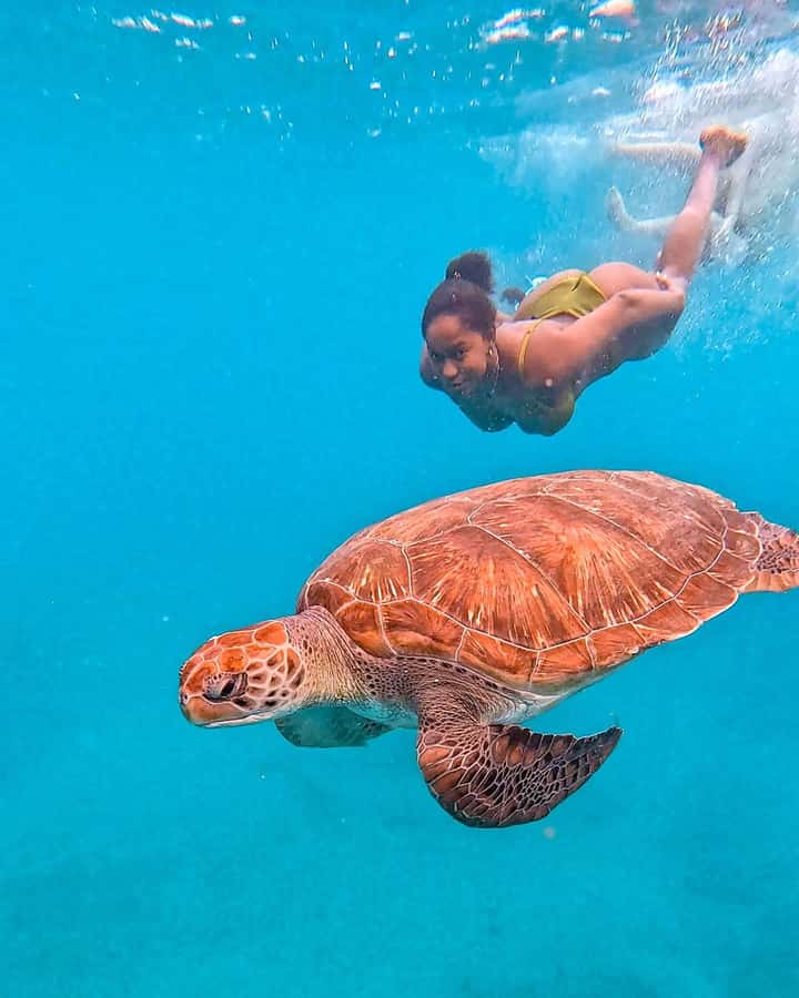 From Mindelo: Snorkel and Swim with Sea Turtles - Key highlights worth knowing
