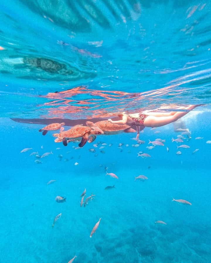 From Mindelo: Snorkel and Swim with Sea Turtles - Sea Turtle Snorkel Off São Pedro: The Real Appeal