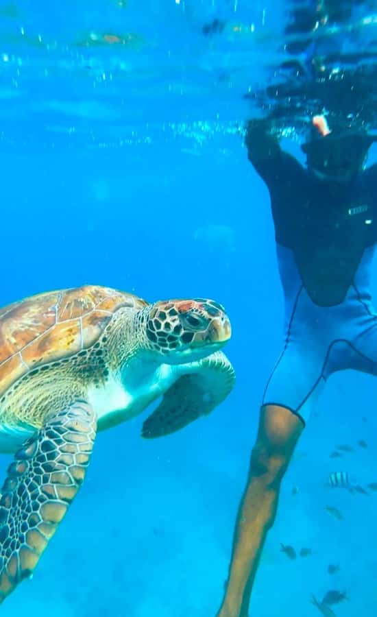 From Mindelo: Snorkel and Swim with Sea Turtles - Boat, Beach, and Timing: How the Logistics Keep the Experience Fun