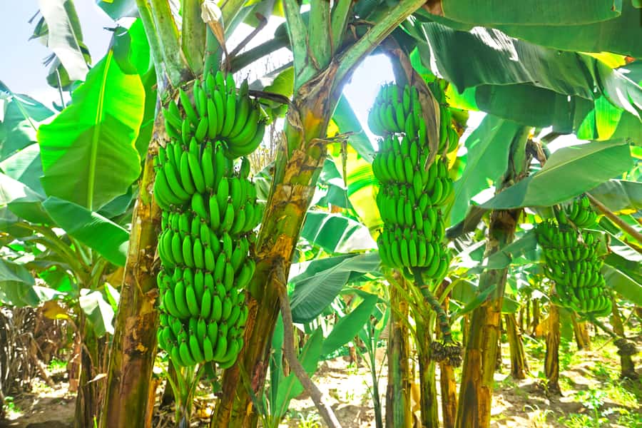 From Praia: Banana Plantation Tour and Cuscuz Workshop - Key moments worth planning for