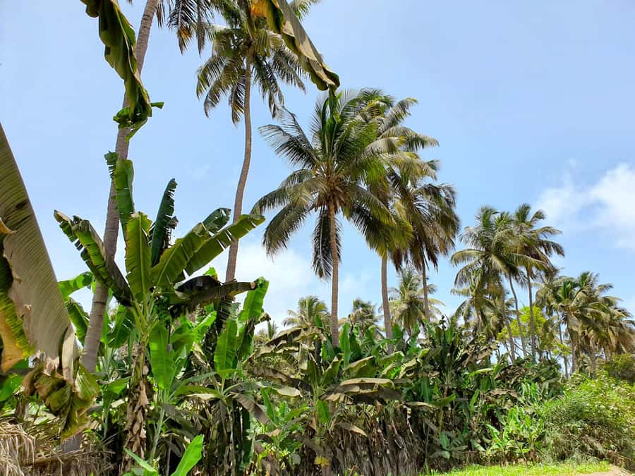 From Praia: Banana Plantation Tour and Cuscuz Workshop - The family welcome in Orgãos: Cuscuz and Fidjós lessons you can taste