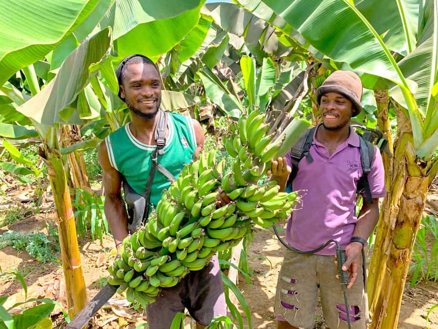 From Praia: Banana Plantation Tour and Cuscuz Workshop - Plantation time in Santa Cruz: bananas, coconuts, and real farm talk