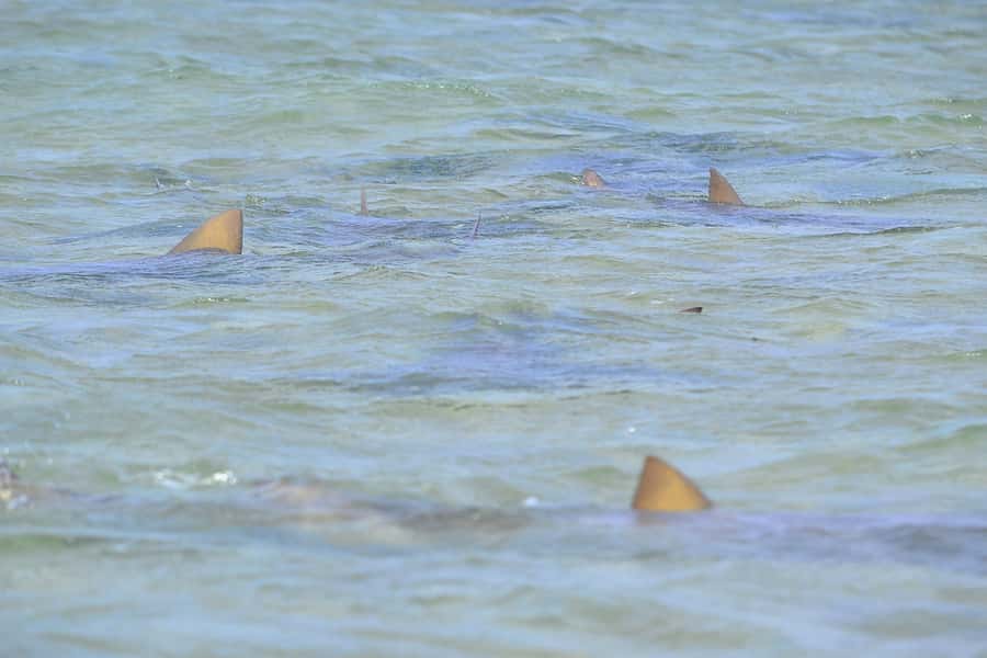 From Sal Island: Blue Eye, Salt Lake, Lemon Sharks, Palmeira - Santa Maria salt flats views, then the mirage stop