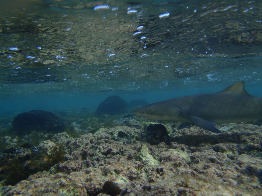 From Santa Maria: Guided Lemon Shark Watching - Santa Maria pickup, open-air ride, and the guide talk on the way