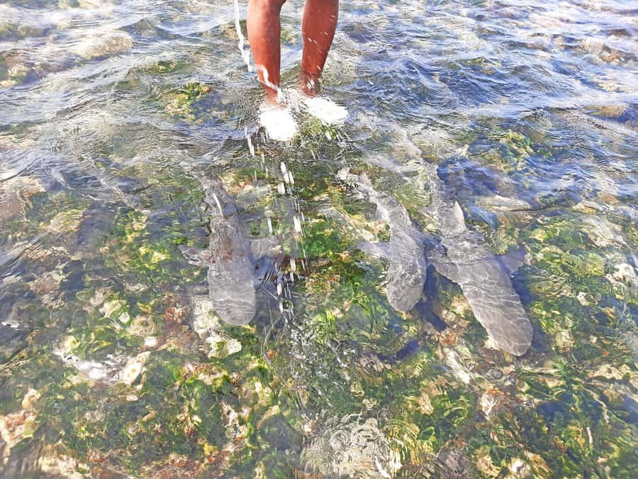 From Santa Maria: Natural Pools & Shark Bay Private Day Trip - Shark Bay lemon sharks: ocean calm, clear instructions, real wildlife