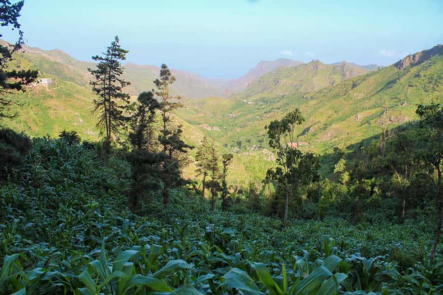 Full-Day Santiago - Villages, Nature & Local Culture - Pedra Badejo plantations, bananas and coconuts at the finish