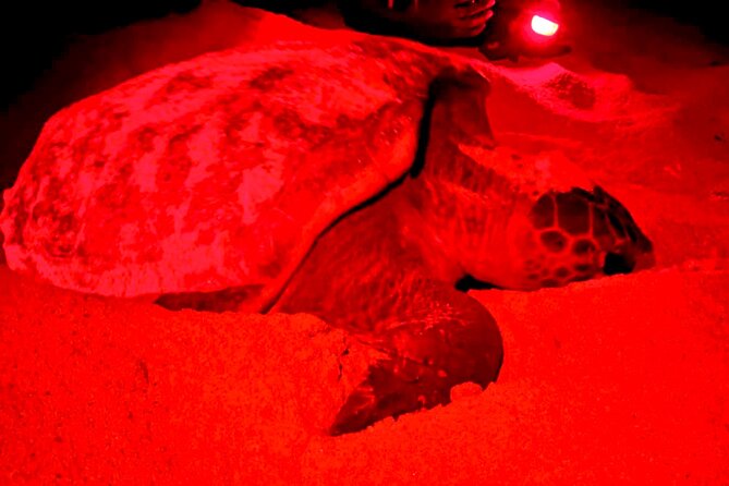 Guided turtle tour in a group in Boa Vista - Why Boa Vista’s turtlewatch is such a special evening