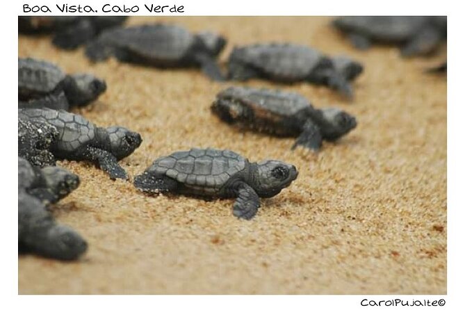 Guided turtle tour in a group in Boa Vista - Pickup from your hotel, then a drive into turtle country