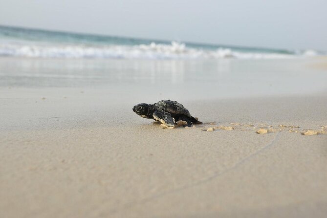 Guided turtle tour in a group in Boa Vista - The 2-hour observation window: eggs, hatchlings, and slow moments that matter