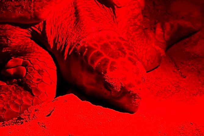 Guided turtle tour in a group in Boa Vista - What changes from July to October versus November