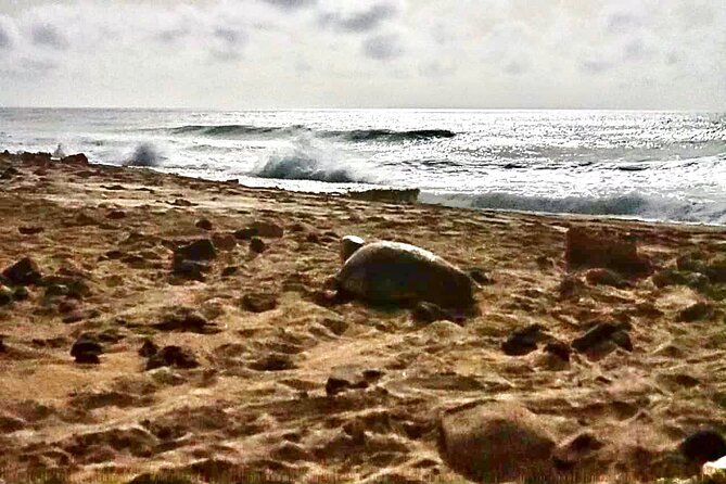 Guided turtle tour in a group in Boa Vista - Walking on sand, group pacing, and how to stay comfortable