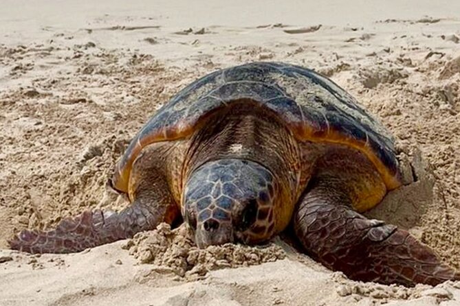 Guided turtle tour in a group in Boa Vista - Responsibility and guide quality, the stuff reviews tend to agree on
