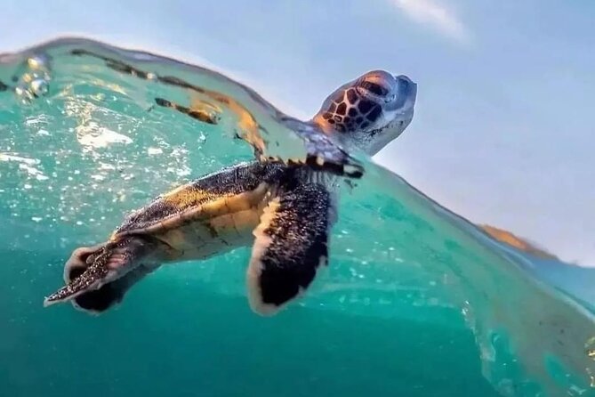 Guided turtle tour in a group in Boa Vista - Price and the real value of a $104.68 turtle tour