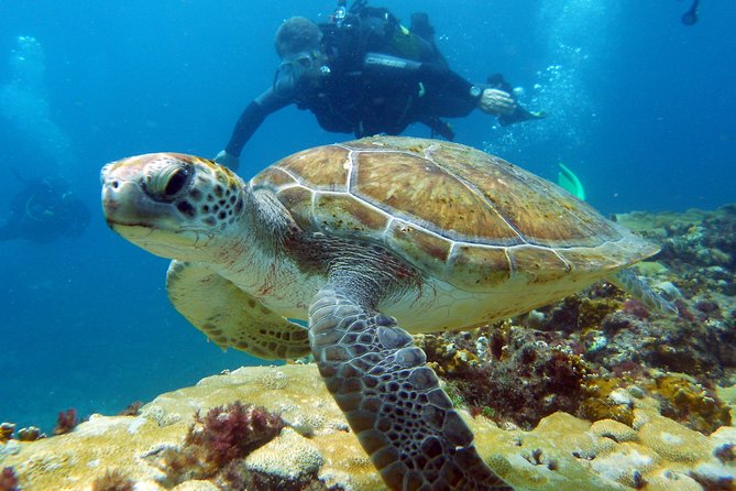 Half-Day Diving in Sal - Sal’s Underwater World: What You’re Really Signing Up For