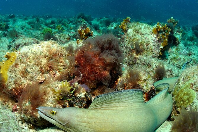 Half-Day Diving in Sal - Scuba Safety and Support: Why the Guide Style Matters