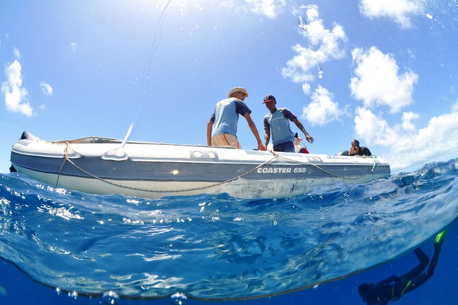 Half-Day Diving in Sal - What You’ll See: Wrecks, Caves, Coral Walls, and Fish Shoals