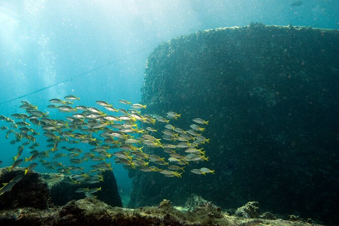 Half-Day Diving in Sal - Price and Value: Is $109.34 Worth It?