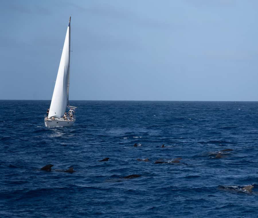 Half-Day Sailing Yacht Adventure in Sal Island - 3 hours - Key things I’d watch for before you go