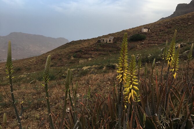 Hike Monte Verde, Natural Park, São Vicente, 3h +/- (roundtrip) - Price and value: is $70.47 fair for a short mountain hike?