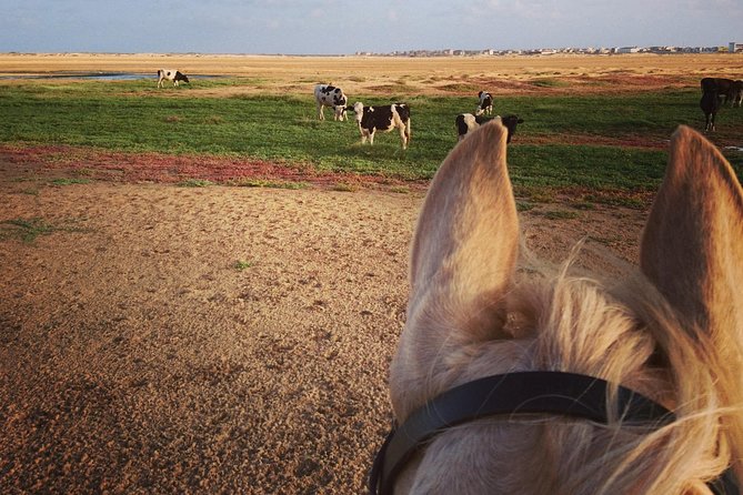 Horse Riding in Sal Island - Cabo Verde - Timing, duration, and how to choose between 1, 1.5, and 2 hours