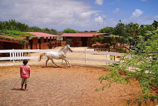 Horse Riding in Sal Island - Cabo Verde - Price and value: is $60.25 fair for what you get?