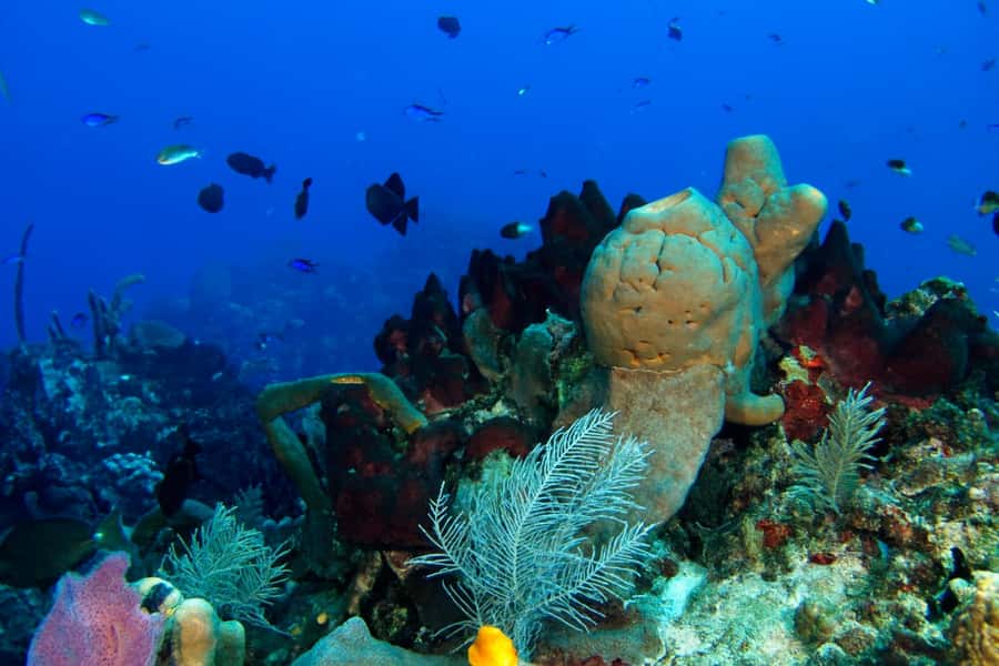 Ilha Do Sal: Snorkeling with Local Guide - How the Local Guide Teaches Snorkeling Basics