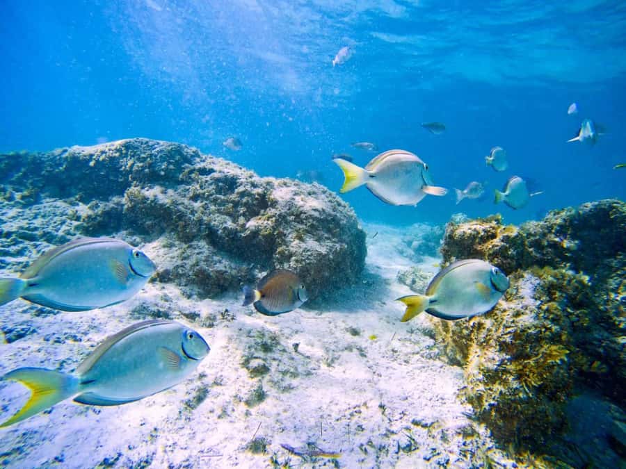 Ilha Do Sal: Snorkeling with Local Guide - What Happens From Meet-Up to Your First Time in the Water