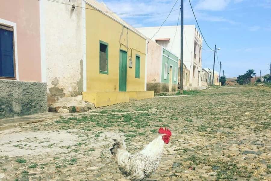 Island tour & cattle & Taste local flavors - Who should book this tour, and who might skip it