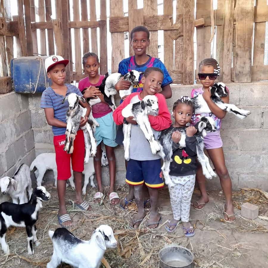 Island tour & cattle & Taste local flavors - North Boavista by van: what this tour does well
