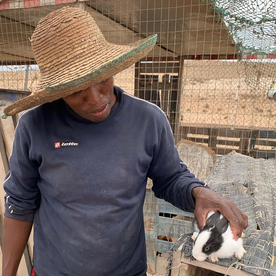 Island tour & cattle & Taste local flavors - Bofarreira farm visit: animals first, then goat milking and cheese