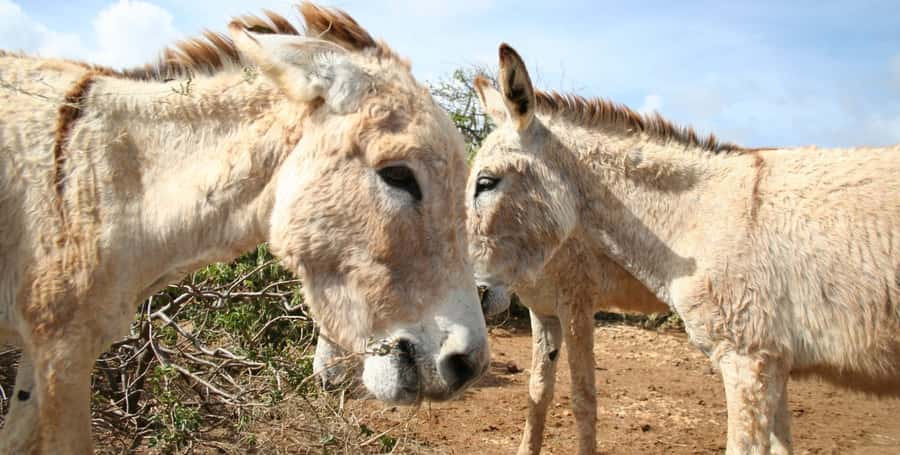 Island tour & cattle & Taste local flavors - Sea museum: marine conservation that connects to whales, turtles, and dolphins