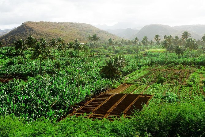 Like Locals: Banana Plantation, and Cuscuz with locals - Santa Cruz Plantation Walk: Banana and Coconut, Explained in Real Life