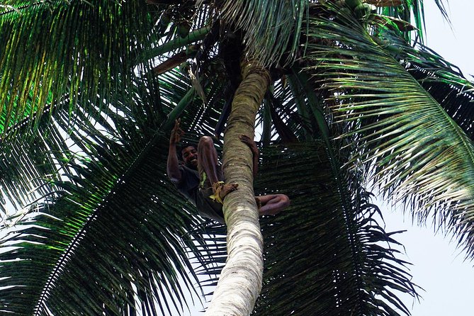 Like Locals: Banana Plantation, and Cuscuz with locals - Public Transport and Native Plants: Seeing Cape Verde in Small, Practical Ways