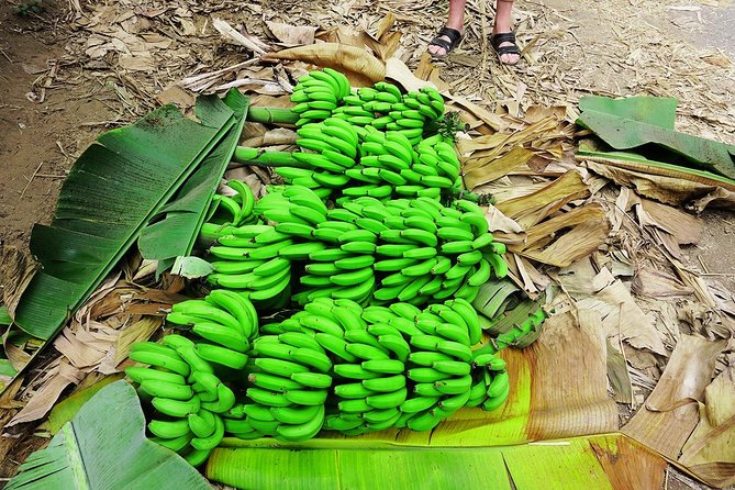 Like Locals: Banana Plantation, and Cuscuz with locals - Price and Value: Is This $76.57 Half-Day Worth It?
