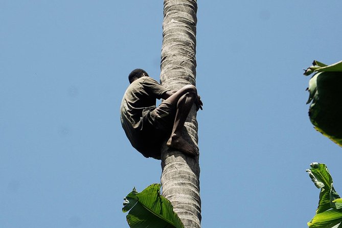 Like Locals: Banana Plantation, and Cuscuz with locals - Who This Tour Suits Best in Praia