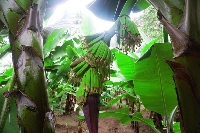 Like Locals: Banana Plantation, and Cuscuz with locals - São Lourenço dos Órgãos and the Cooking Workshop With Mama Luisa