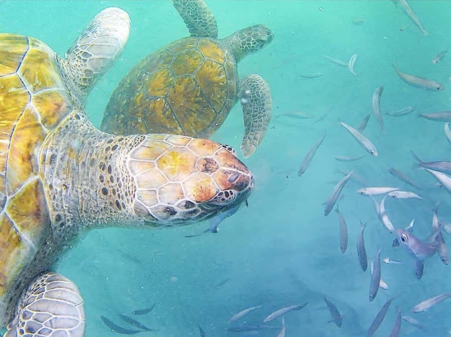 Live Snorkeling & Swimming with Sea Turtles in the Atlantic - Key things to know before you go