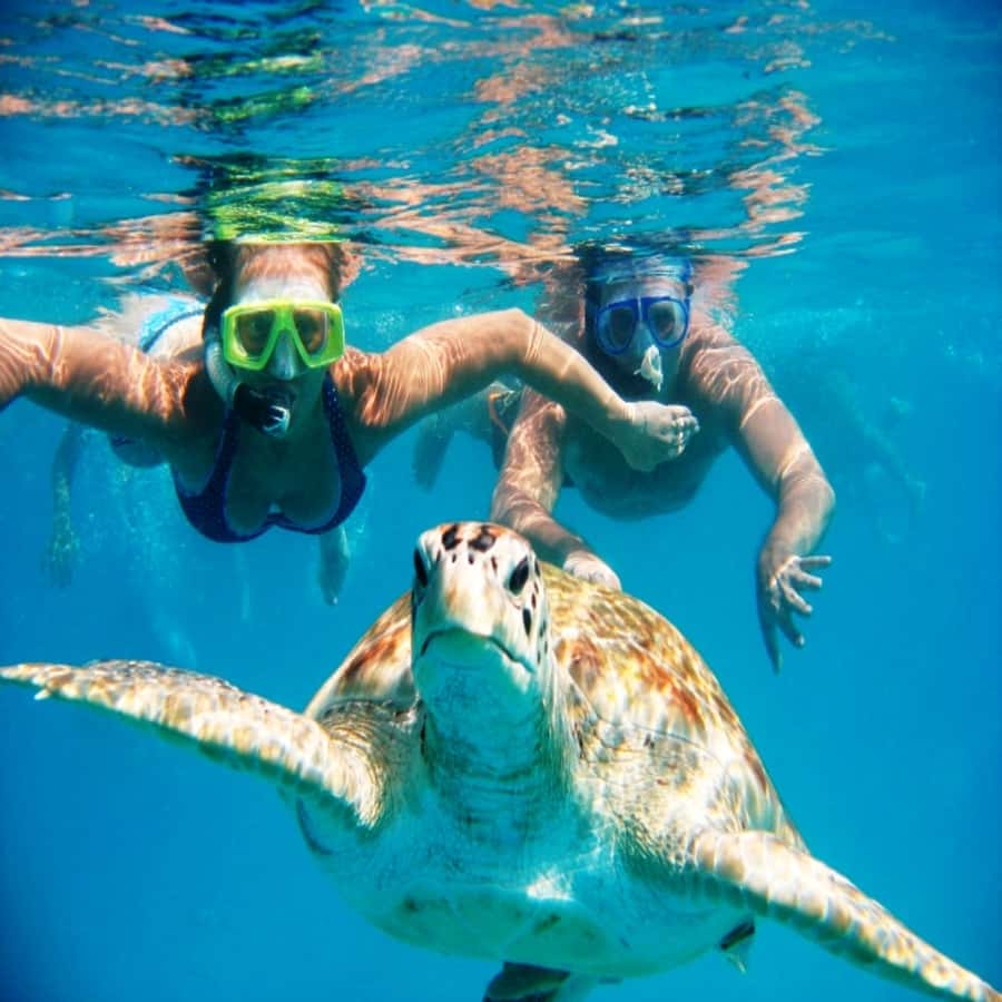 Live Snorkeling & Swimming with Sea Turtles in the Atlantic - Why São Pedro is the Turtle Hot Spot near Mindelo