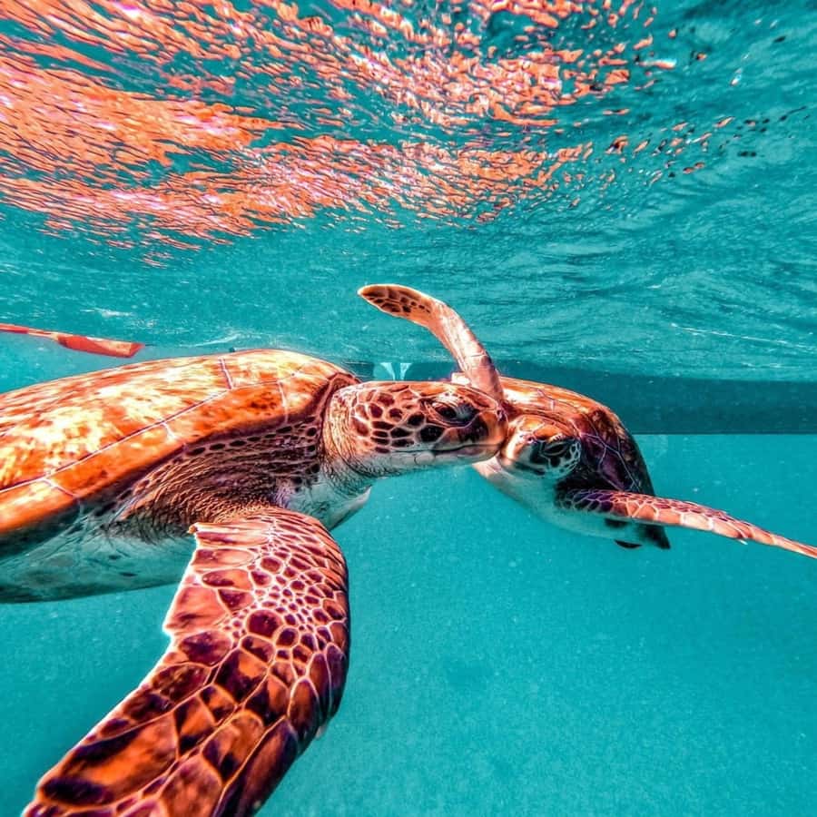 Live Snorkeling & Swimming with Sea Turtles in the Atlantic - Who should book this turtle tour, and who should pass