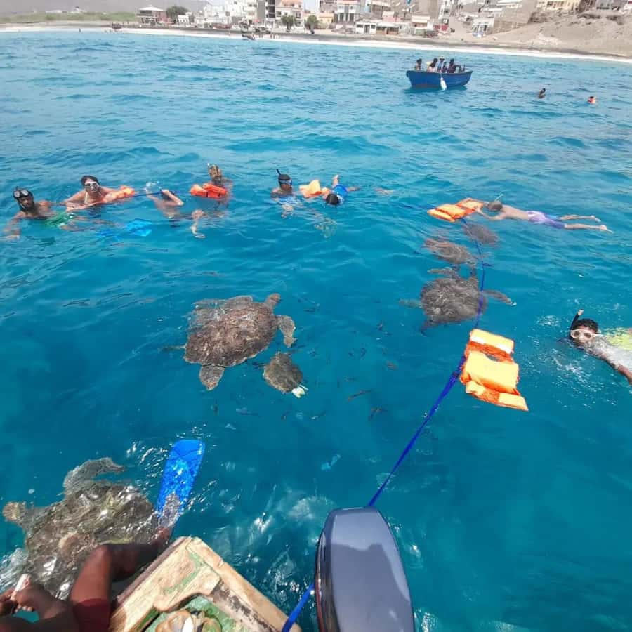 Live Snorkeling & Swimming with Sea Turtles in the Atlantic - Should you book this sea turtle snorkeling tour?