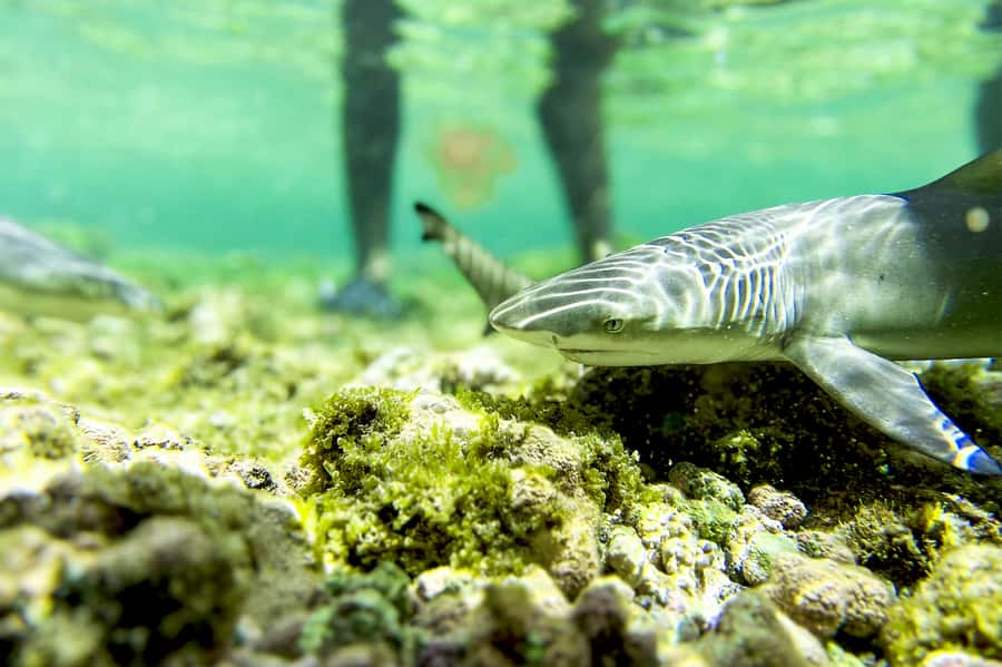 Murdeira: Sal Island Nature Reserve and Fishing Village Tour - Getting Sal right: what this tour actually delivers