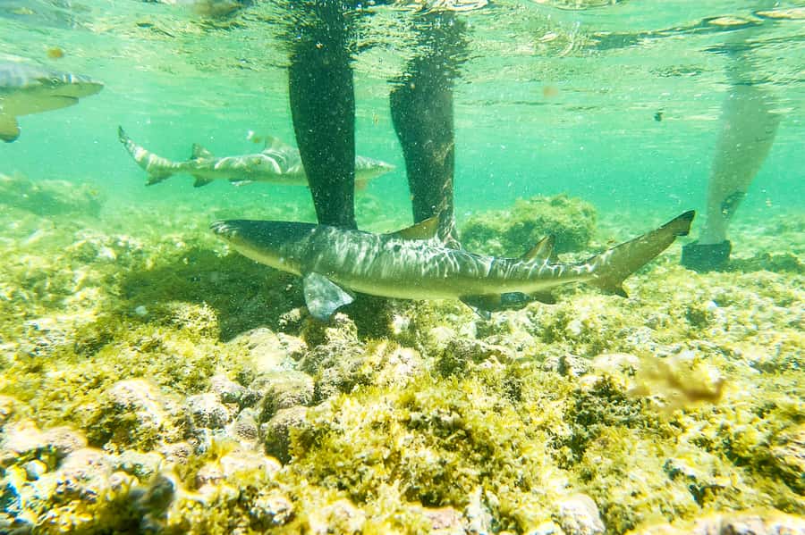 Murdeira: Sal Island Nature Reserve and Fishing Village Tour - Palmeira fishing village: daily work, not a staged show