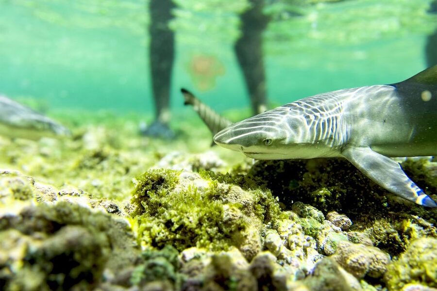 Murdeira: Sal Island Nature Reserve and Fishing Village Tour - What to bring, and how to prepare for water stops